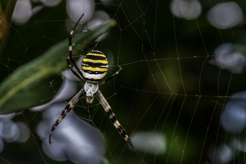 1045 - ARGIOPE BRUENNICHI - POMPILY MICHELE - italy.jpg